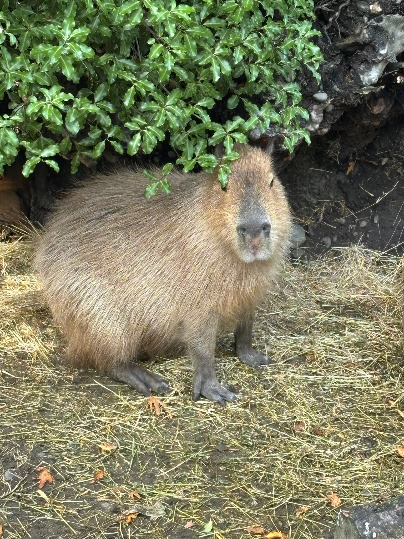 Capybara
