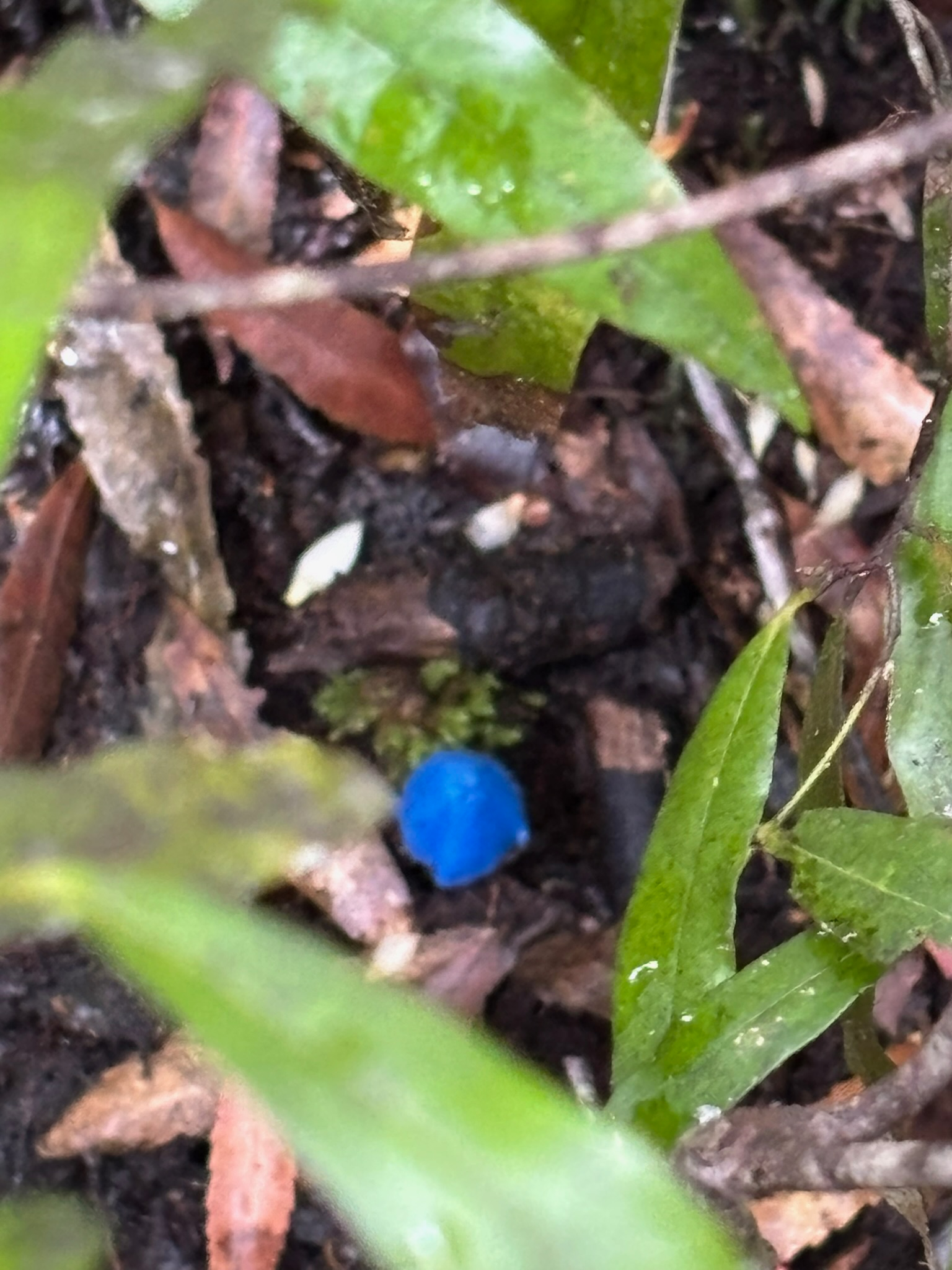 Blue mushroom 2
