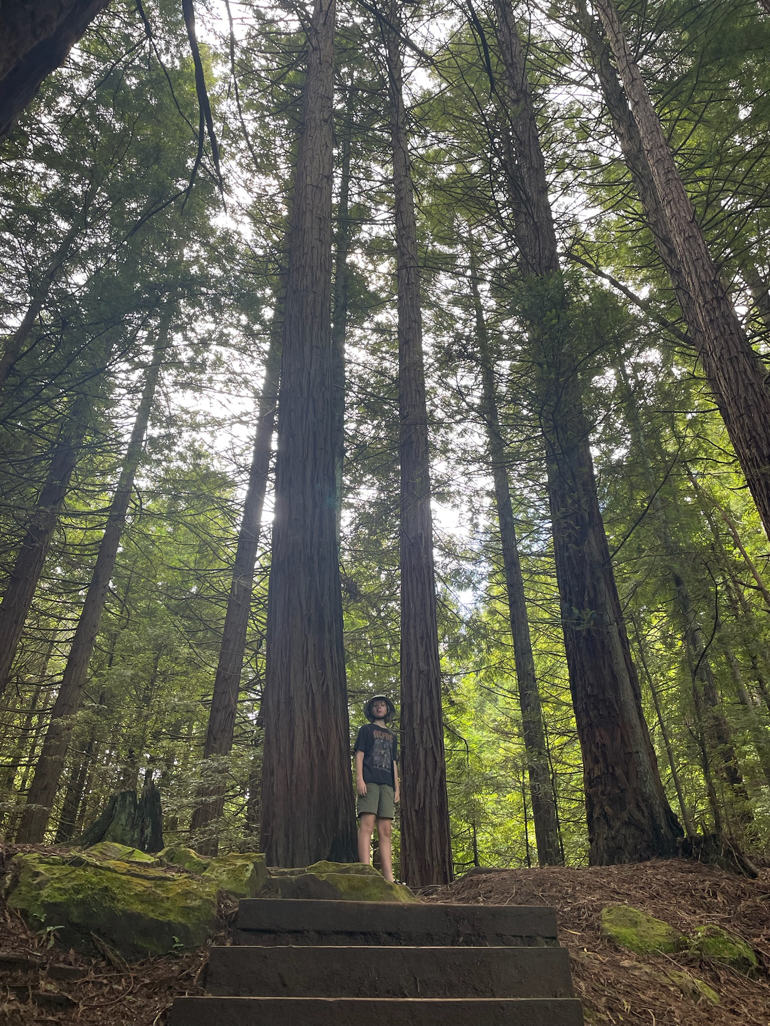 Dwarfed by Redwoods